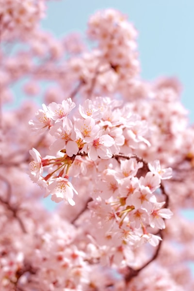 東京の桜