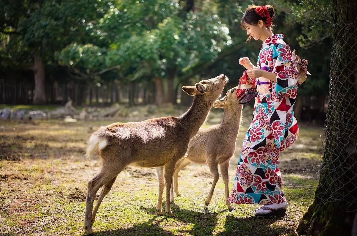 奈良公園の鹿